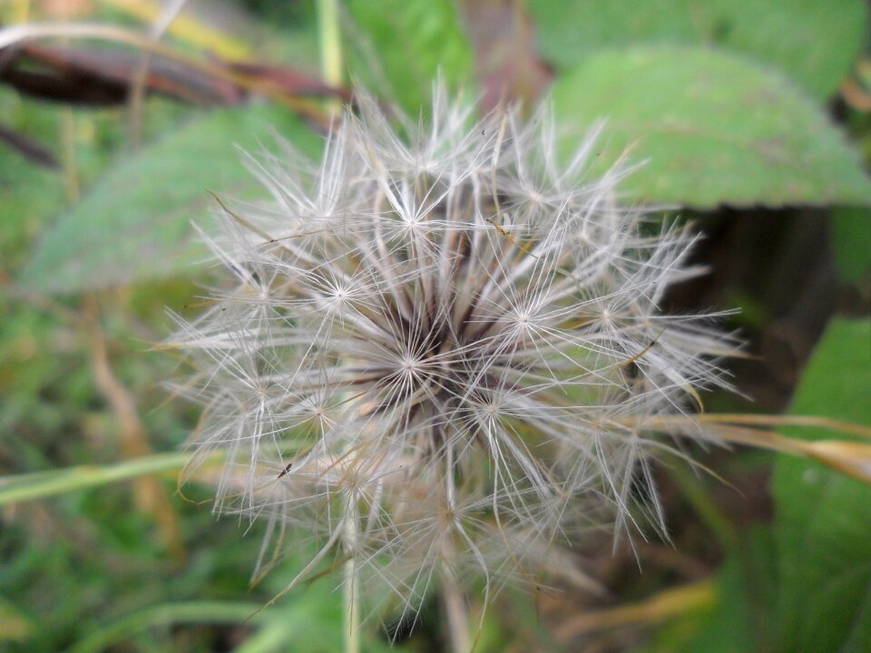 Tooth lion wild flower nature