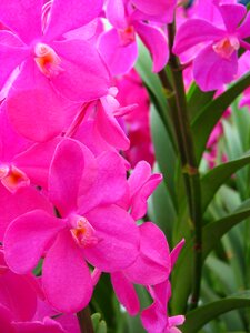 Flowers pink orchids photo