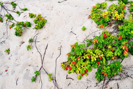 Red sand beach