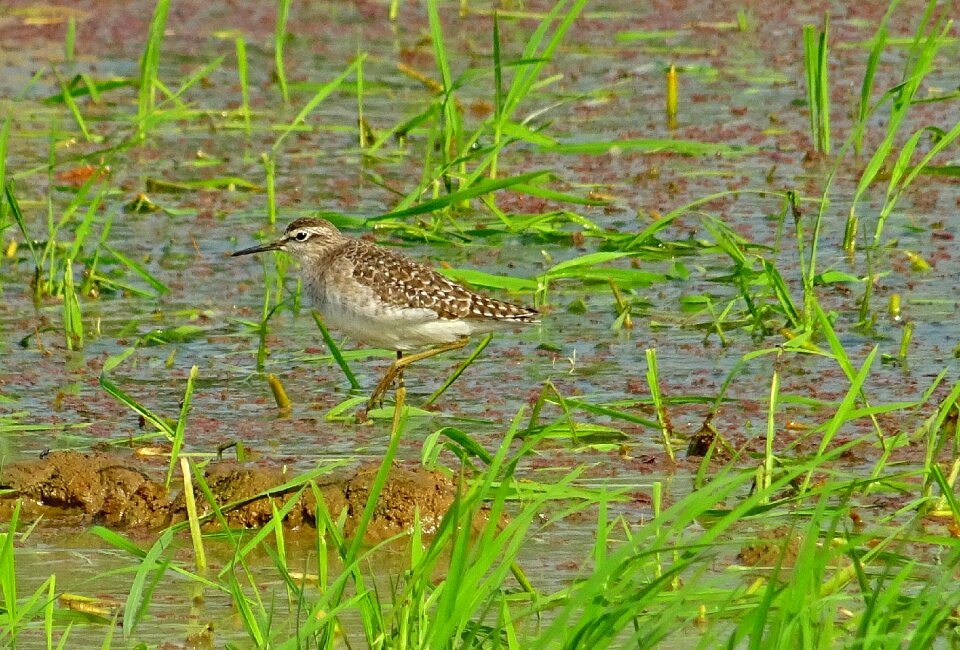Wader mid-sized long-legged