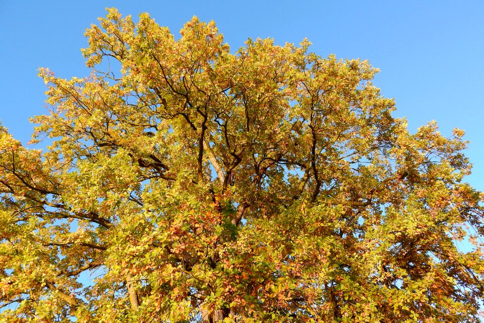 Autumn colors tree crown