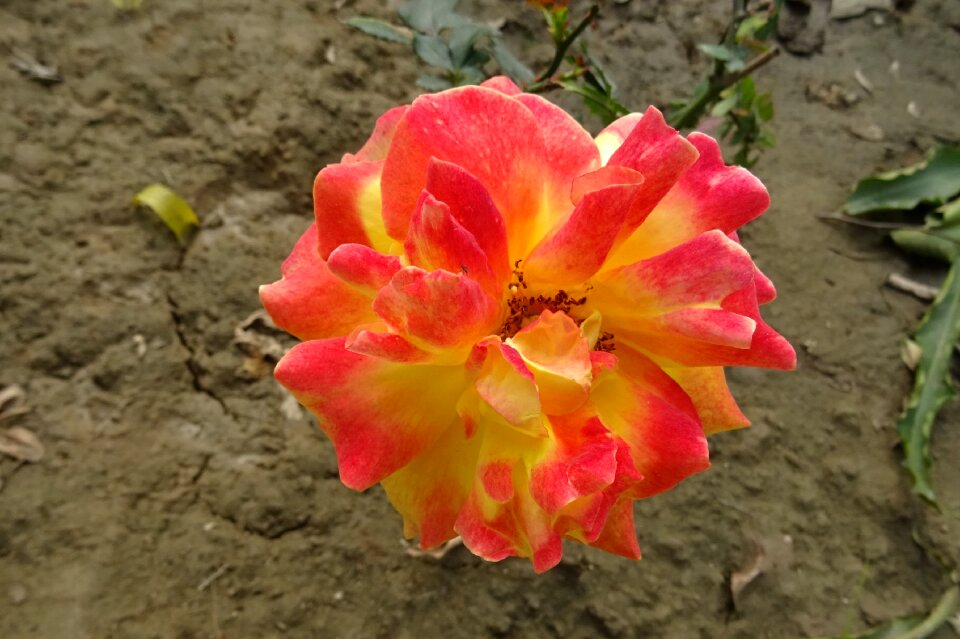 Floral blossom bloom