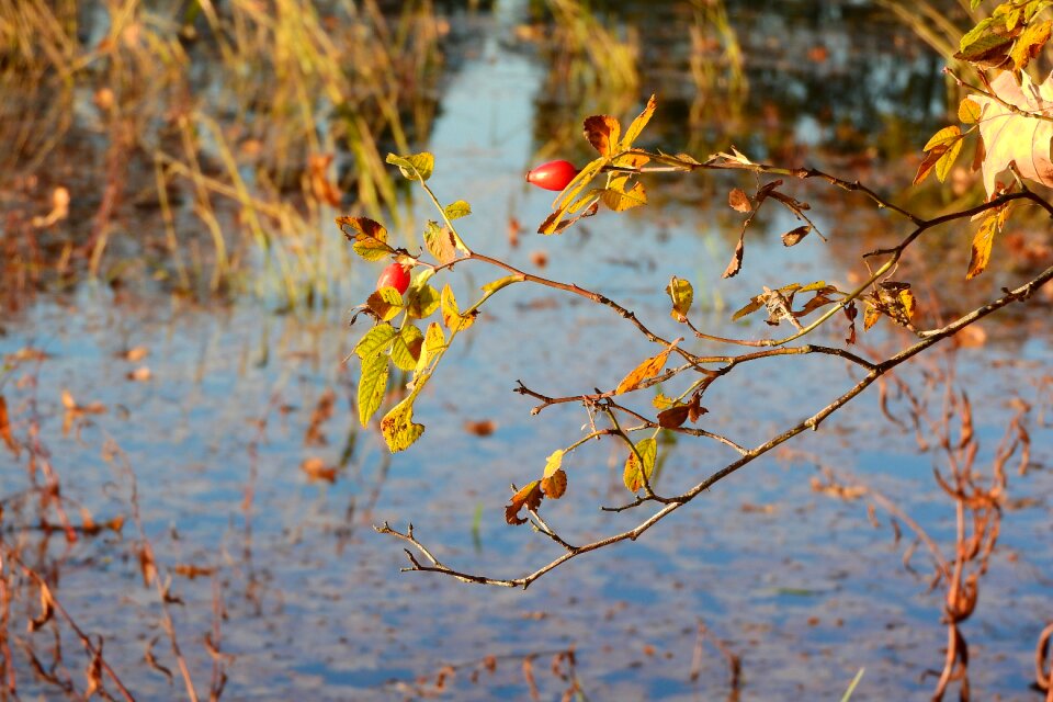 Bush autumnal twig