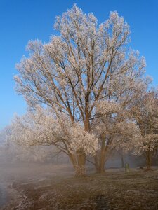 Winter magic frozen nature