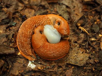 Snail family child