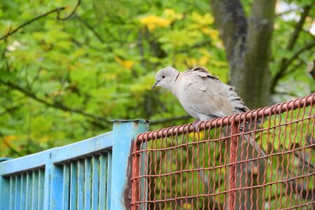 Dove bird on a fence pigeon