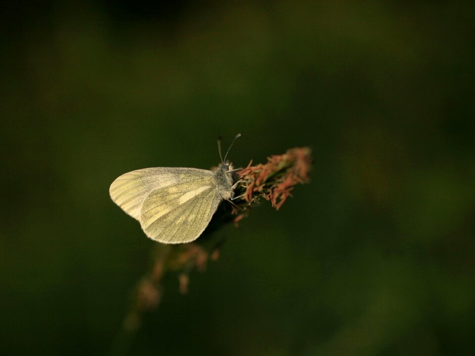 Ireland shelter white