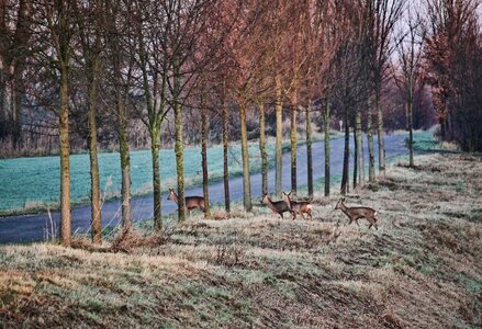 Twilight wild fallow deer