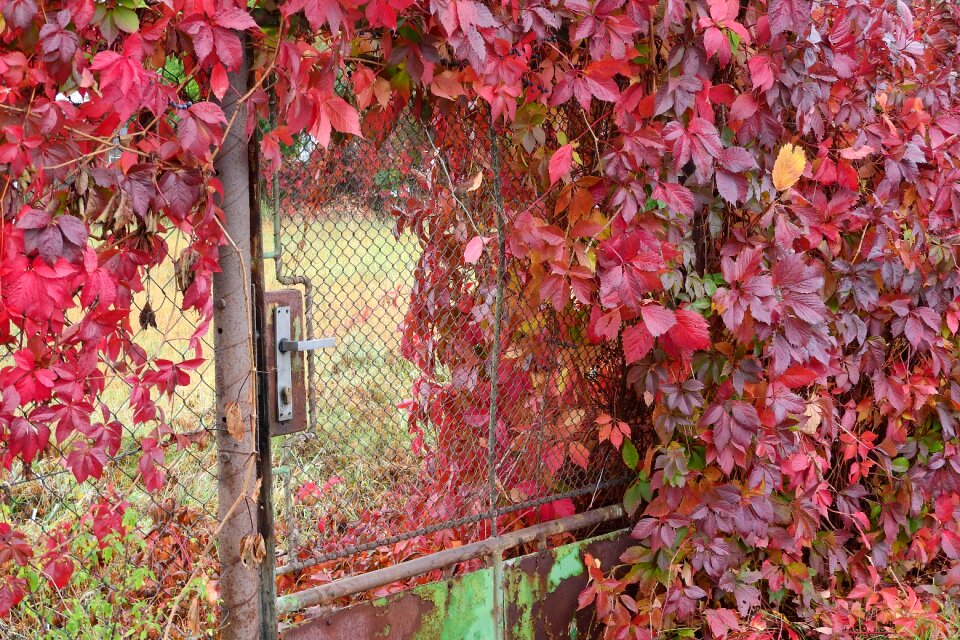 Gate autumn garden