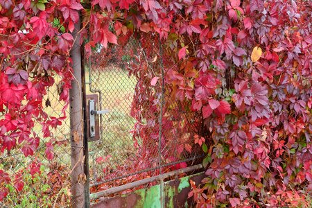 Gate autumn garden