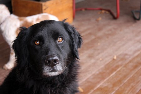 Newfoundland dog newfoundland pets photo
