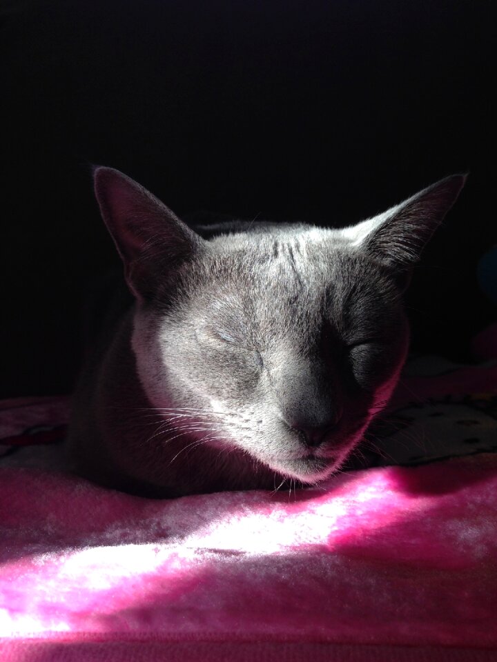 Cat kitten kot russian blue
