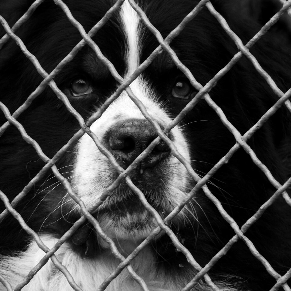 Dog behind fence fence guard dog