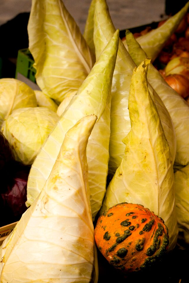 Food chinese cabbage vegetables