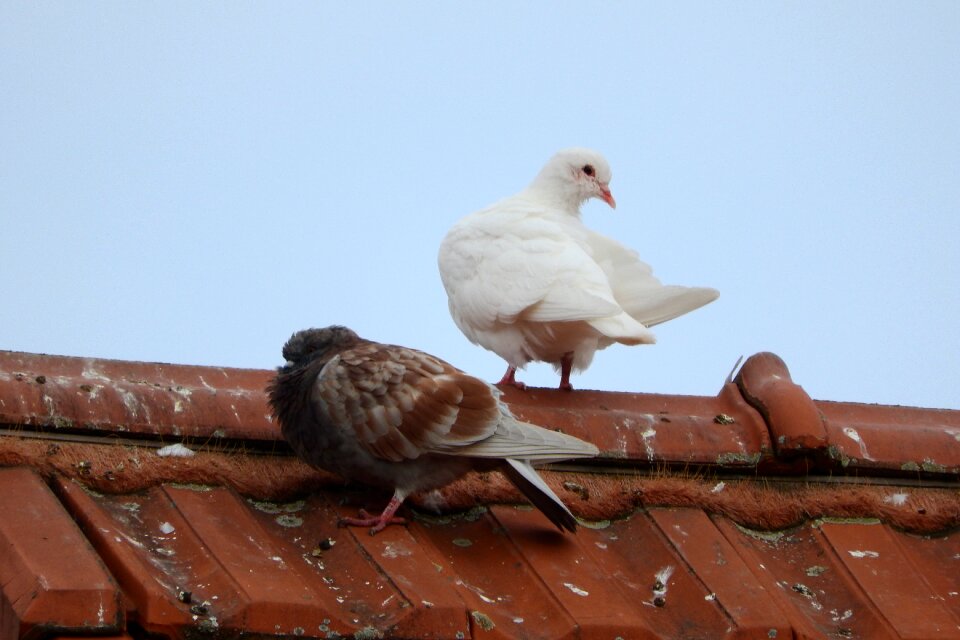 White dove pigeon city bird photo