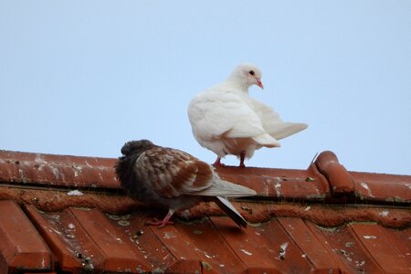 White dove pigeon city bird