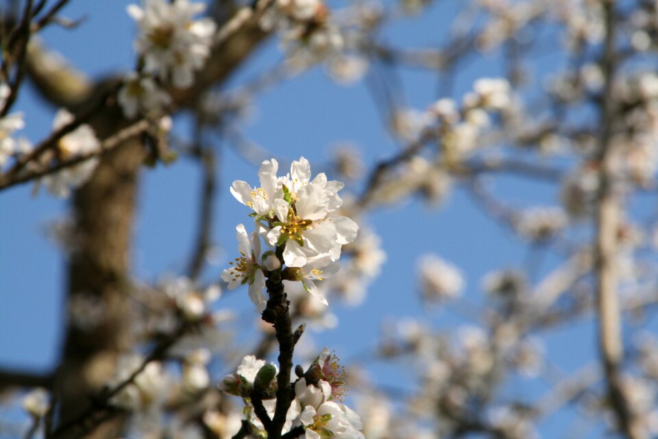 Spring nature tree
