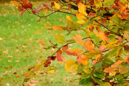 Colorful leaves autumn colors golden autumn