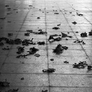 Black and white fallen leaves dry leaves photo