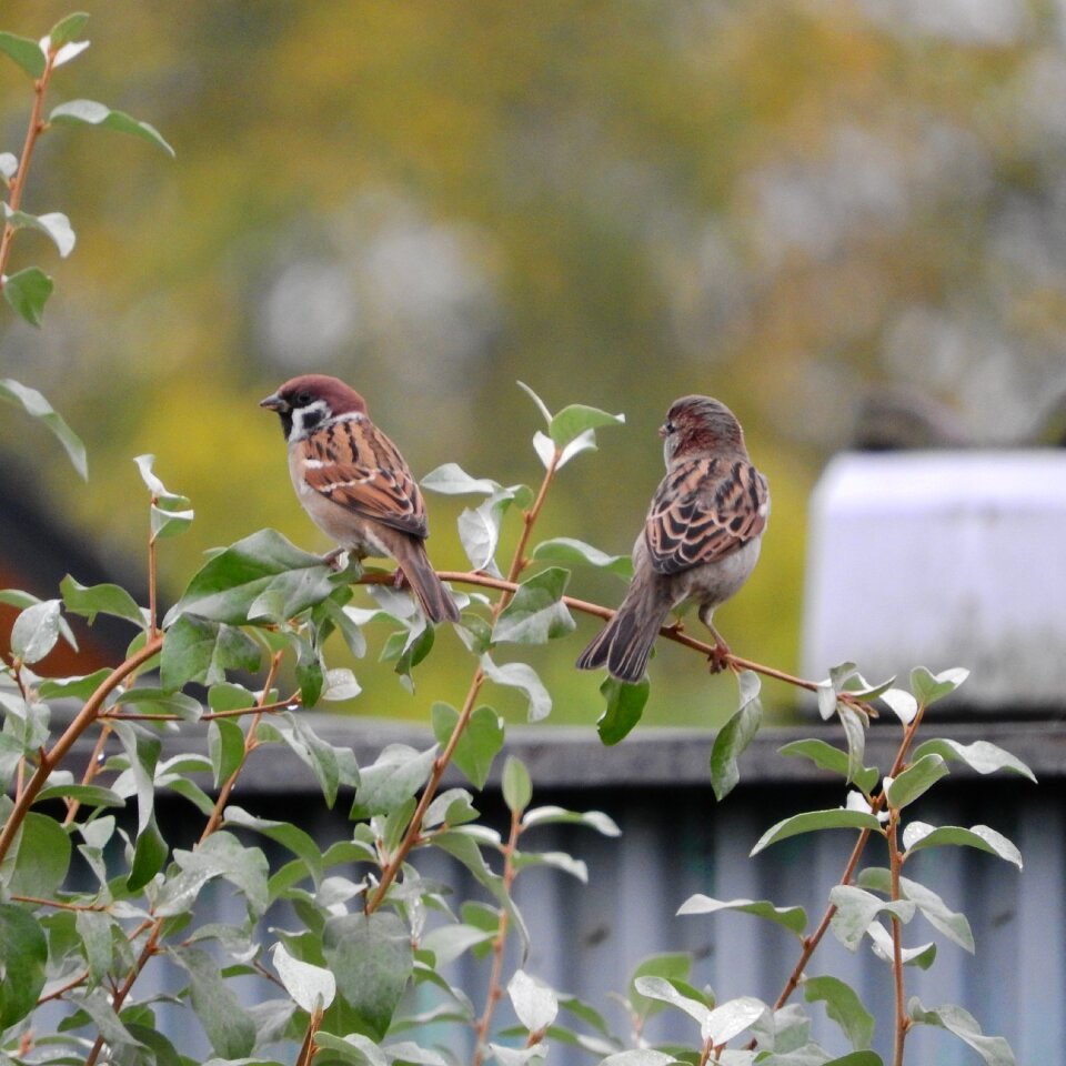 Passer montanus eurasian tree sparrow birds in the bushes photo