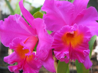 Flowers pink flowered cattleya
