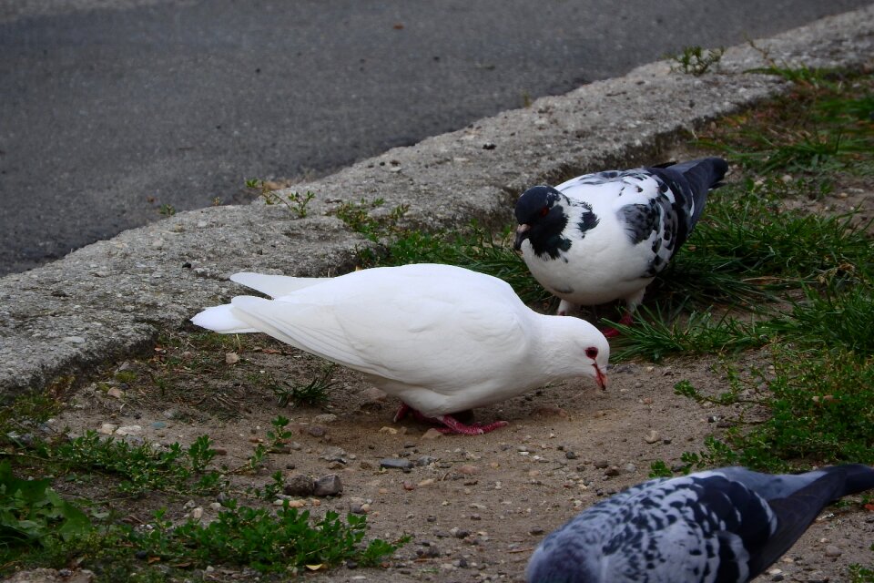 Pigeon city bird feeding photo