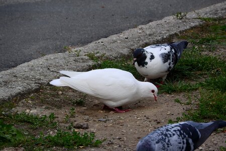 Pigeon city bird feeding