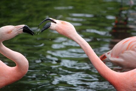 Animal zurich zoo nature photo