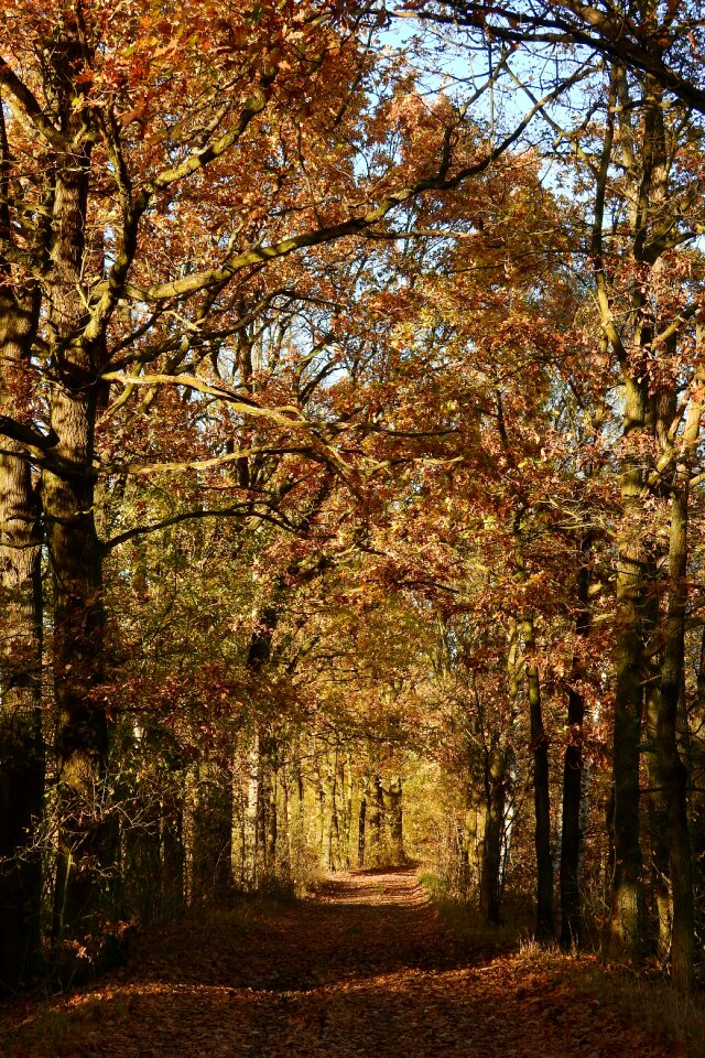 Autumnal autumn colorful leaves