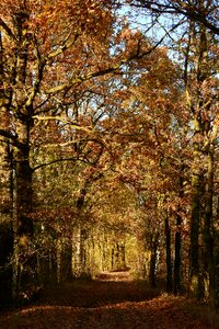 Autumnal autumn colorful leaves photo