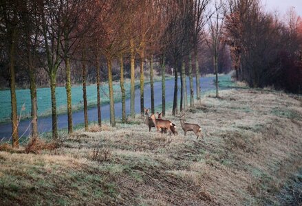 Twilight wild fallow deer