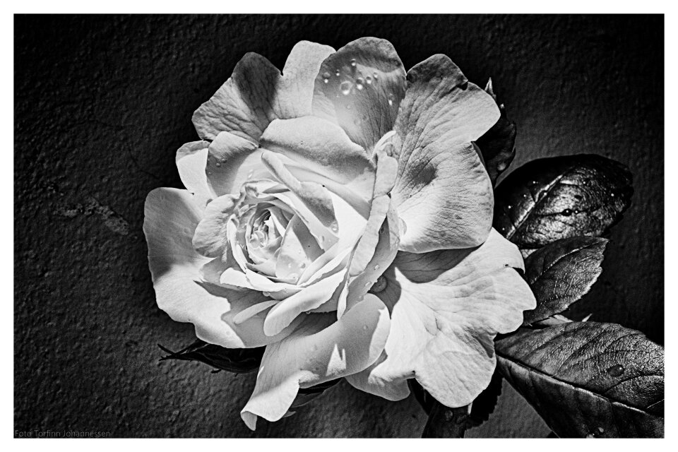 Black white torfinn johannessen