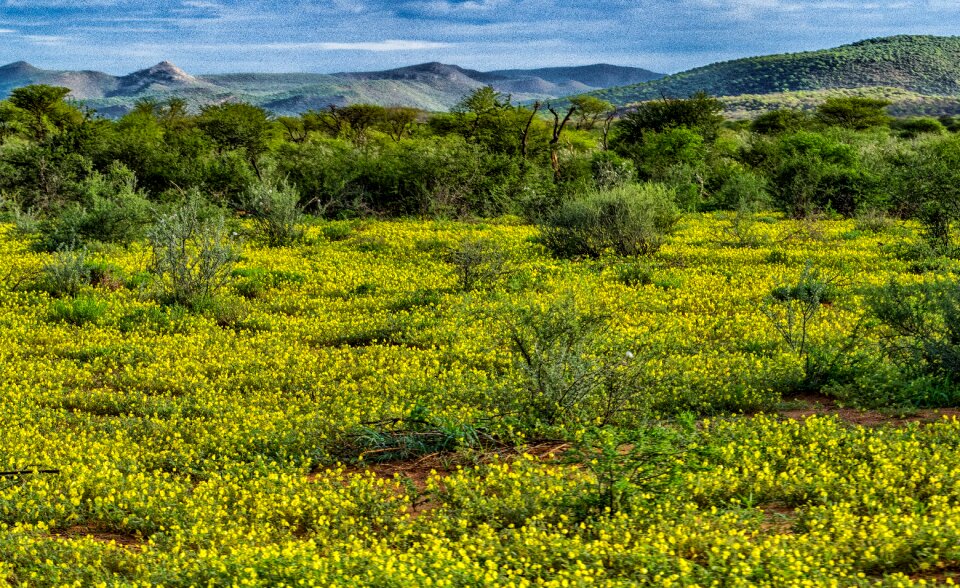 Bloom yellow namibia