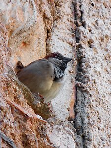 Bird wall lookout