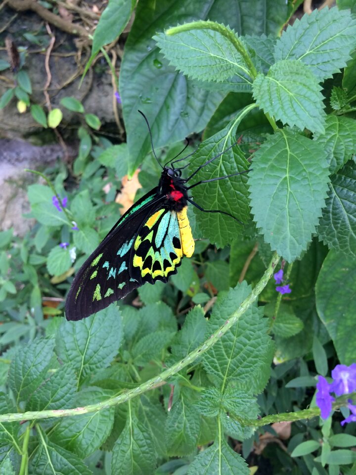 Butterflies butterful