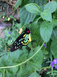 Butterflies butterful