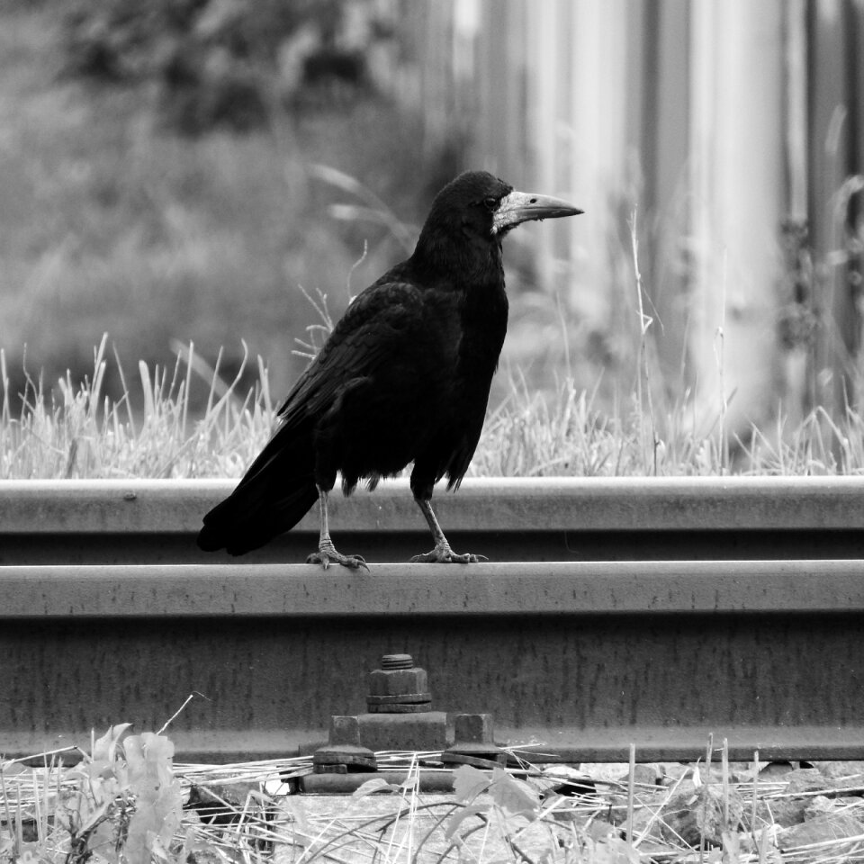 Track bird on rails black bird