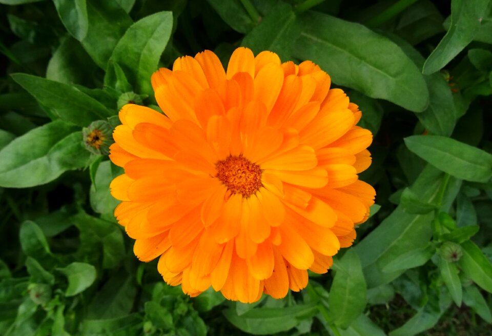 English marigold genda calendula officinalis