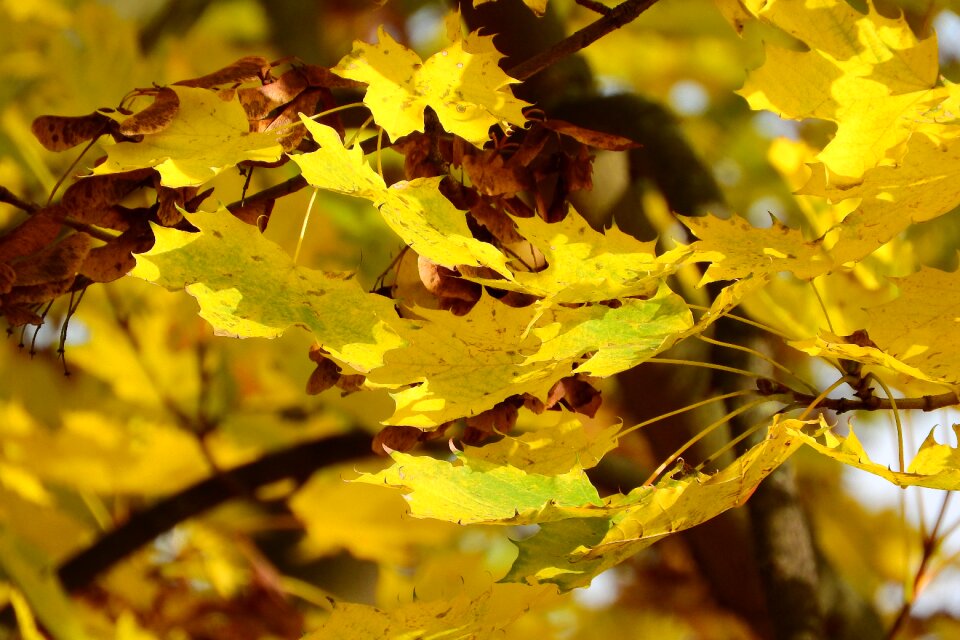 Acer platanoides yellow leaves autumn leaves