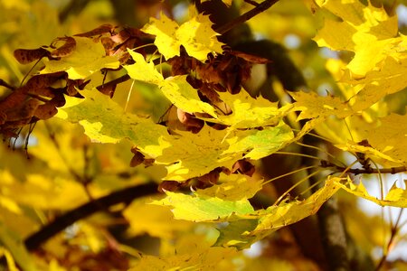 Acer platanoides yellow leaves autumn leaves