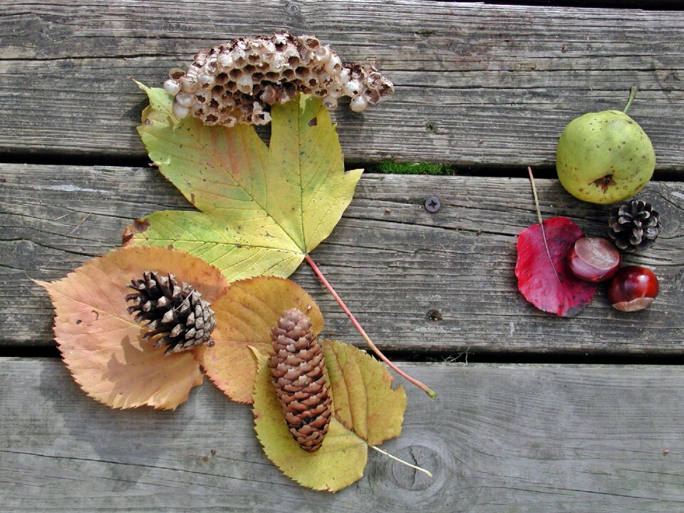 Nature autumn decoration chestnut