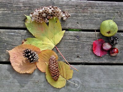 Nature autumn decoration chestnut
