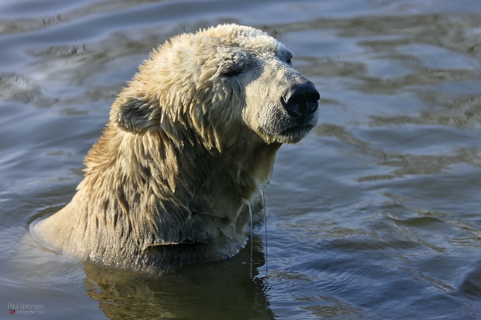 Polar bear bear zoo