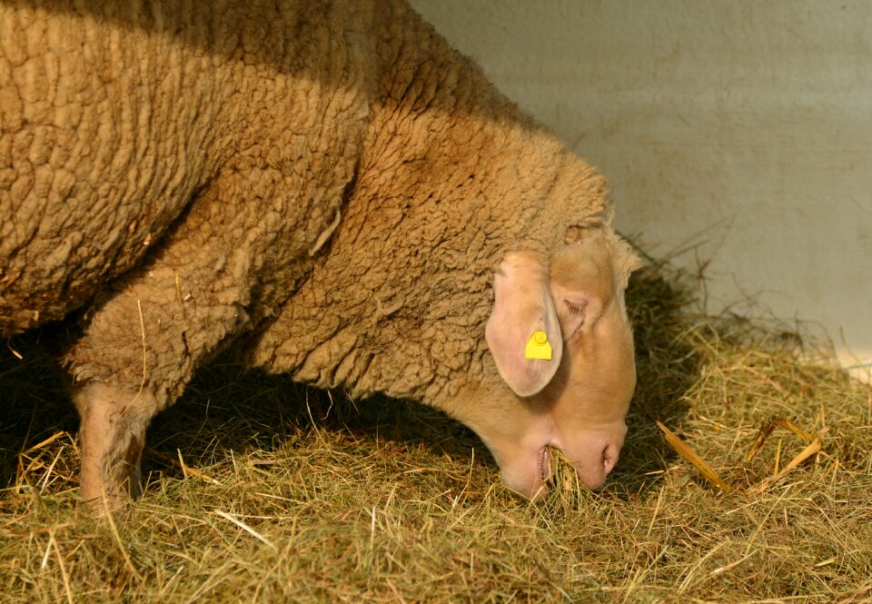 Livestock eat schafkopf