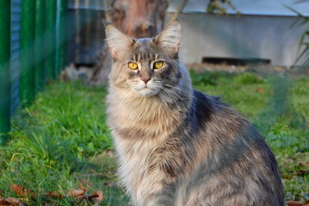 Yellow eyes big cat they photo