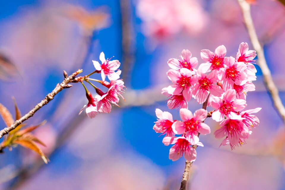 Muangthai cherry tiger hill flowers
