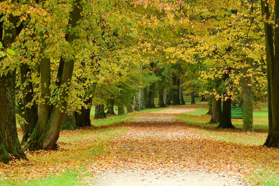 Autumn autumn park romantic