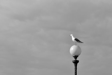 Seagull seagulls vista