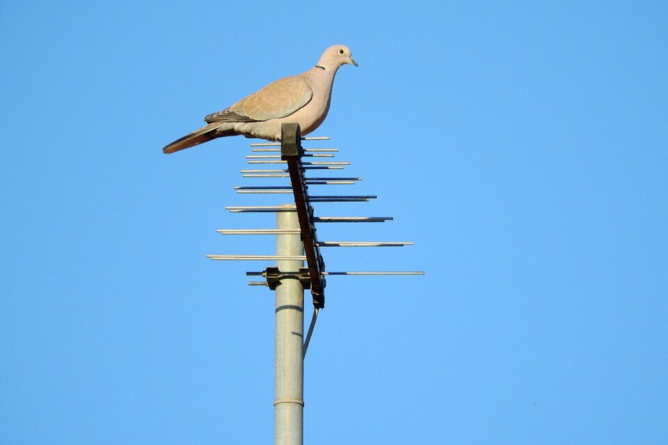 Streptopelia decaocto dove dove on the antenna