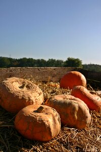 Autumn harvest thanksgiving